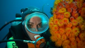 0664_scuba girl daisy coral