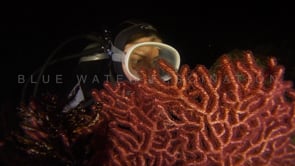 0666_scuba girl at night red coral