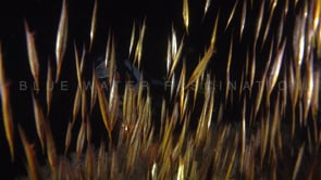 0667_scuba girl night razor fish