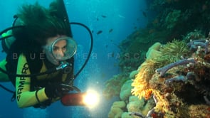 0828_female diver and anemonefish