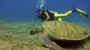 0959_green turtle feeding on sea grass female scuba diving swimming