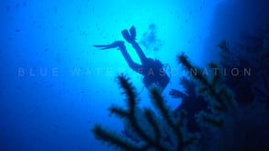 1075_female scuba diver silhouette