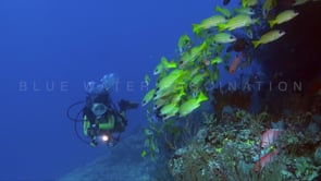 1120_female scuba diver and yellow striped snappers
