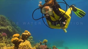 1127_female scuba diver coral reef