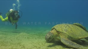 1129_female scuba diver observing green sea turtle