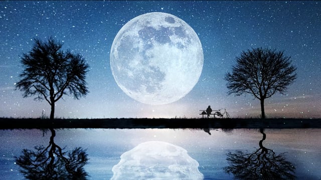 Forest Moon Nature Free Stock Video - Pixabay