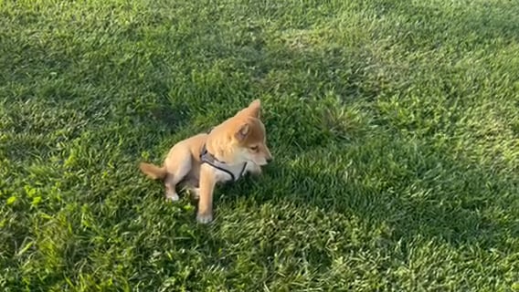 Marley - Shiba Inu puppy for sale on Vimeo