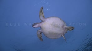 0463_green turtle from underneath