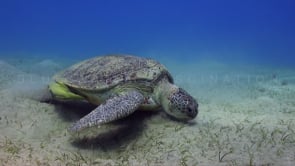 0958_green turtle with sharksucker feeding on sea grass
