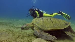 0959_green turtle feeding on sea grass female scuba diver swimming