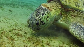 0960_green turtle picking sea grass