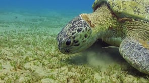 0961_green turtle picking sea grass teeth