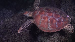 0461_turtle on reef at night