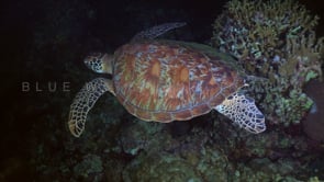 1090_green turtle swimming over coral reef at night