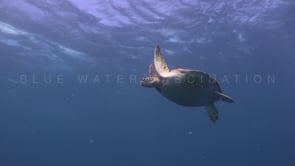 1177_green turtle feeding on jellyfish