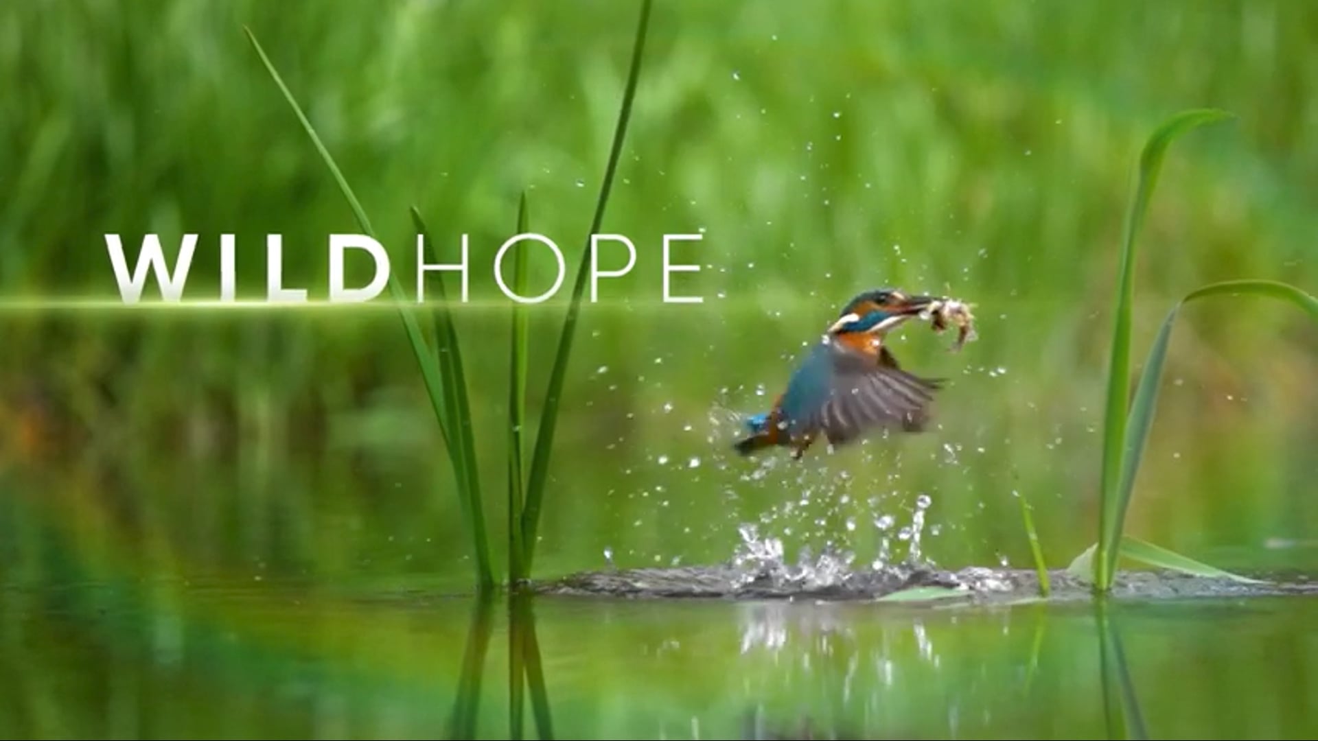 Wild Hope // Documentary Series Trailer 2023