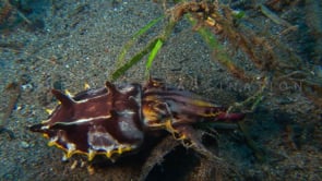 0054_flamboyant cuttlefish close up