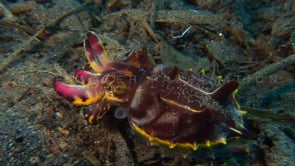 0058_flamboyant cuttlefish hunting