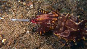 0057_flamboyant cuttlefish feeding