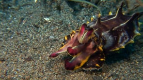 0059_flamboyant cuttlefish tentacles