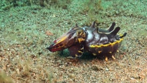 0553_flamboyant cuttlefish hunting