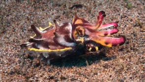 0554_flamboyant cuttlefish walking