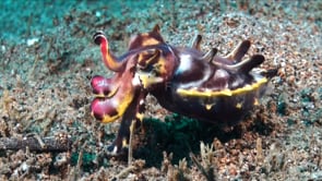0555_flamboyant cuttlefish changing color