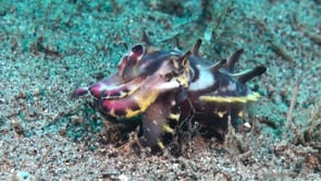0610_flamboyant cuttlefish