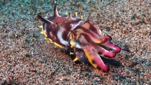 0793_flamboyant cuttlefish walking over sand