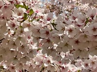 BLOSSOM Song Bath Sanctuary 4.23.23
