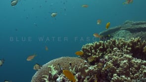 1165_coral reef damsel fish static shot