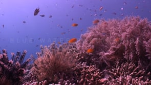 1167_coral reef with reef fishes static shot