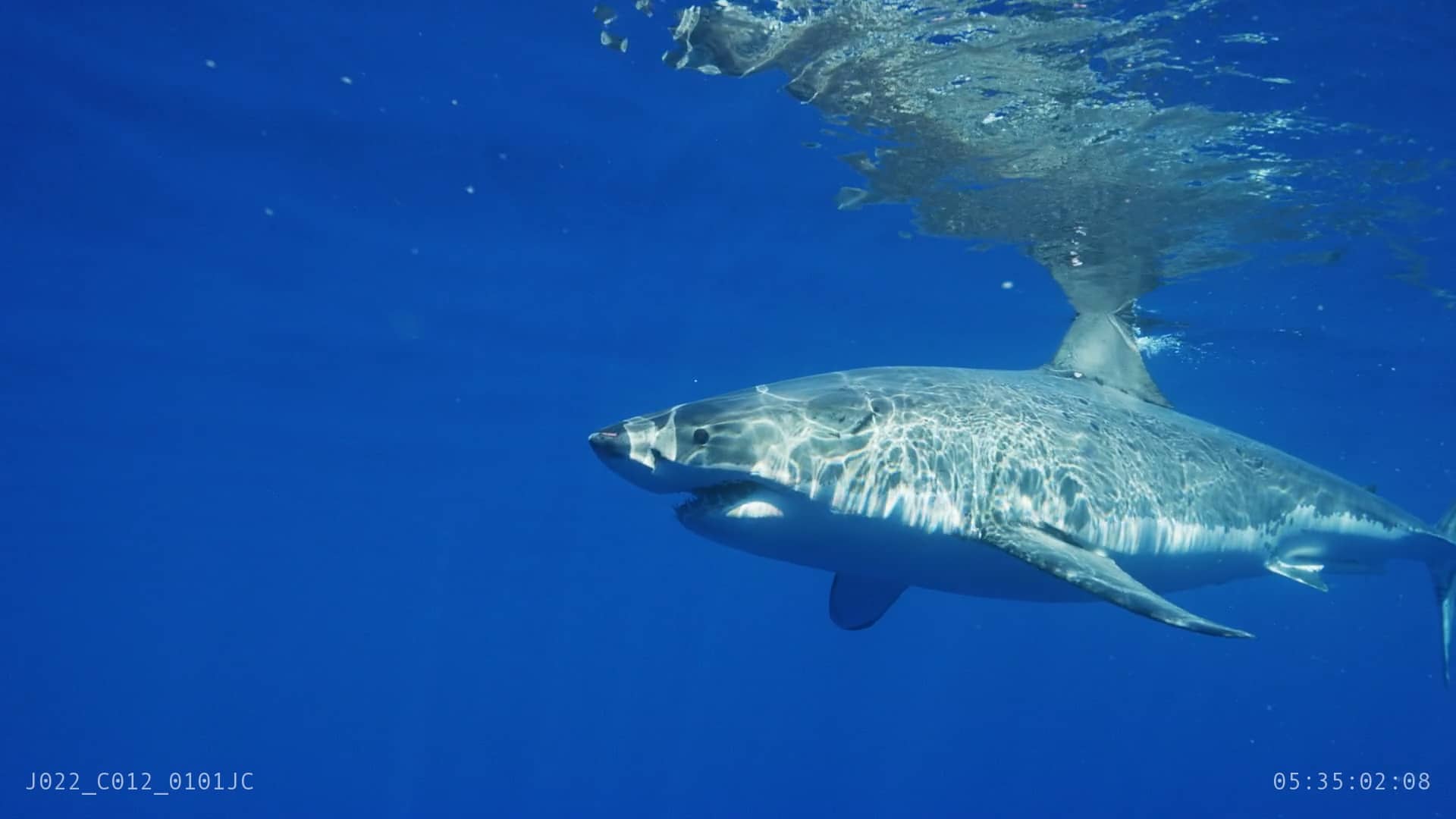 Great White Shark at Surface in Blue Water on Vimeo