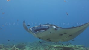 0297_manta ray cleaner fish