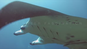0294_manta ray fish