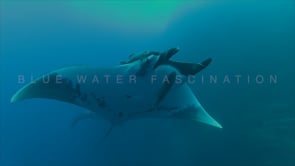 0414_two manta rays swimming towards camera