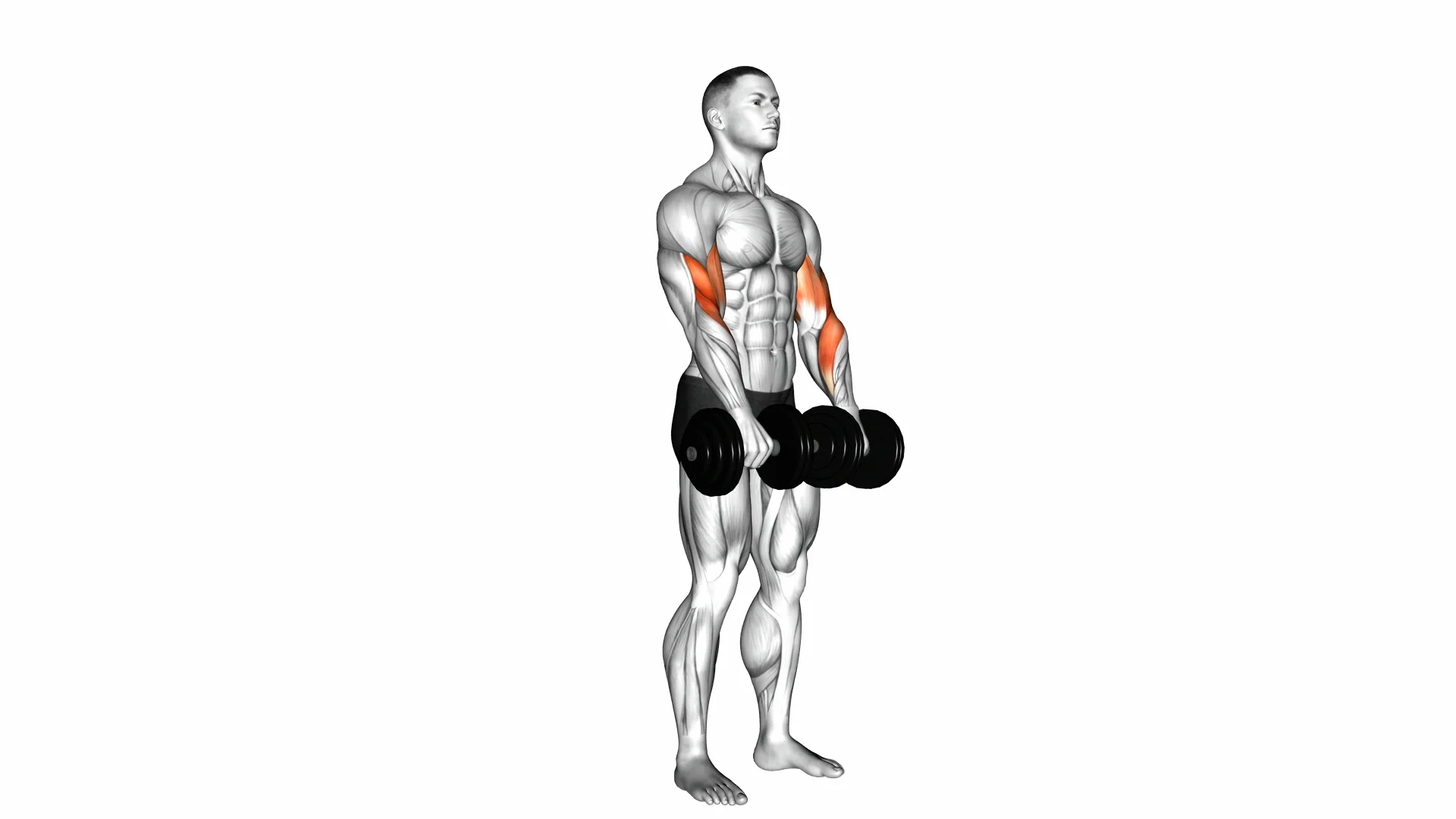 Dumbbell-Revers-grip-Biceps-Curl_Forearms on Vimeo