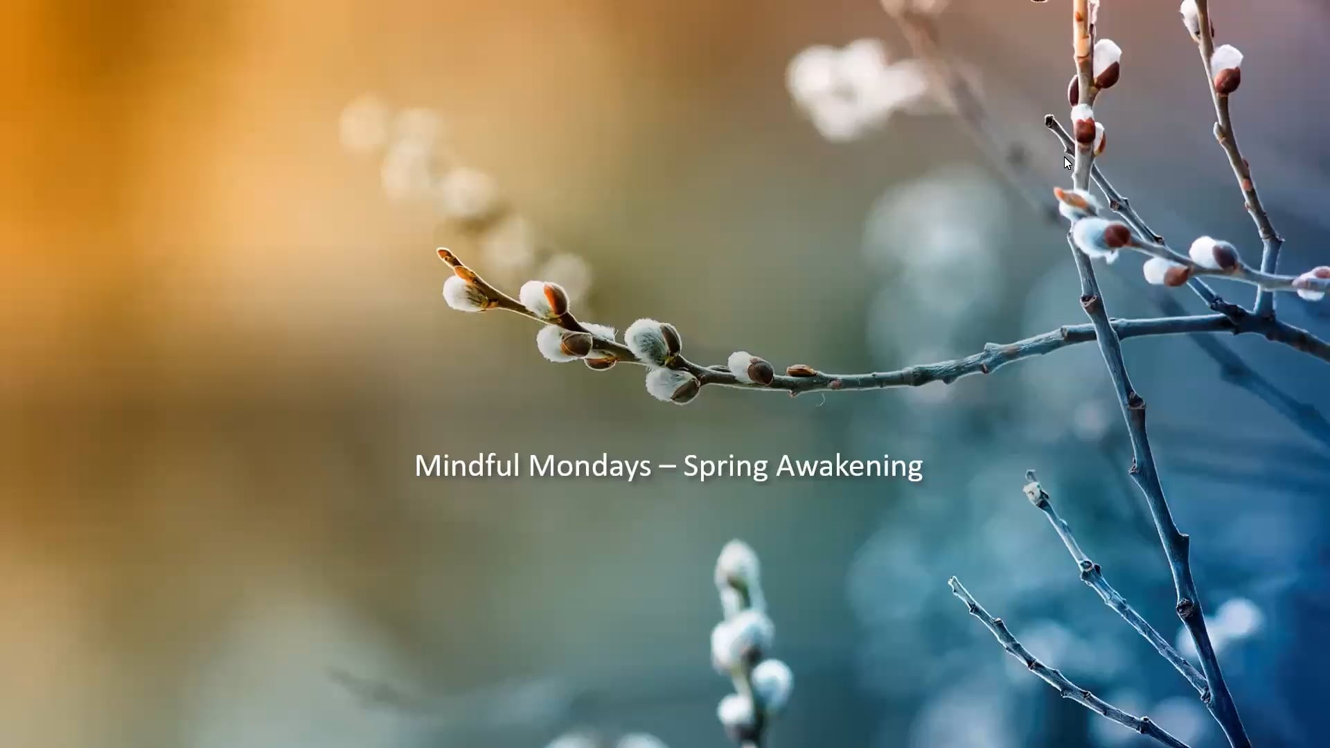 Mindful Mondays - Spring Awakening on Vimeo