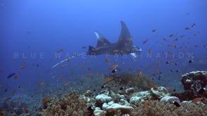 0511_Manta ray swimming over coral reef