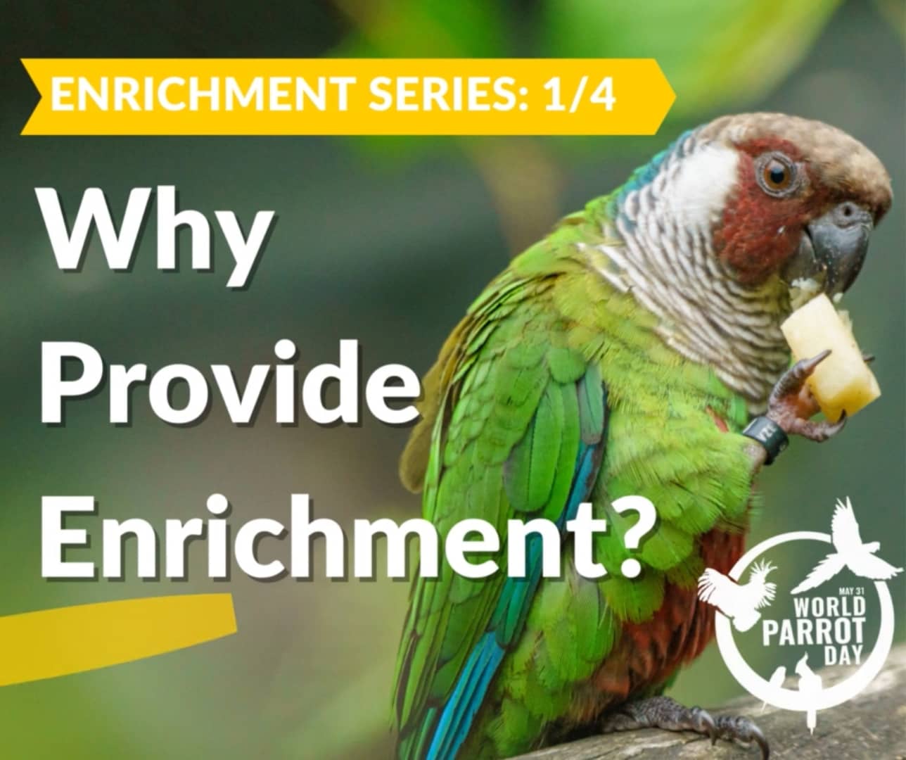 Episode 1: Why Provide Enrichment For Parrots? On Vimeo