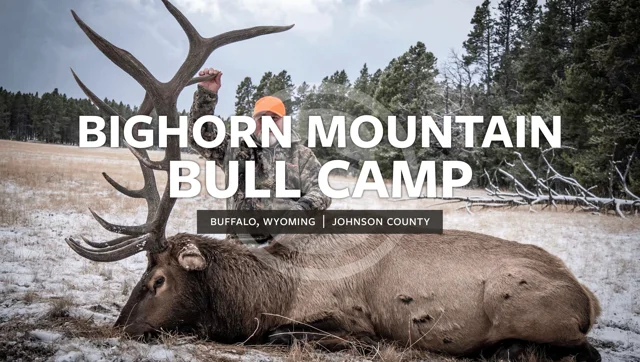 Bighorn Mountain Bull Camp Header