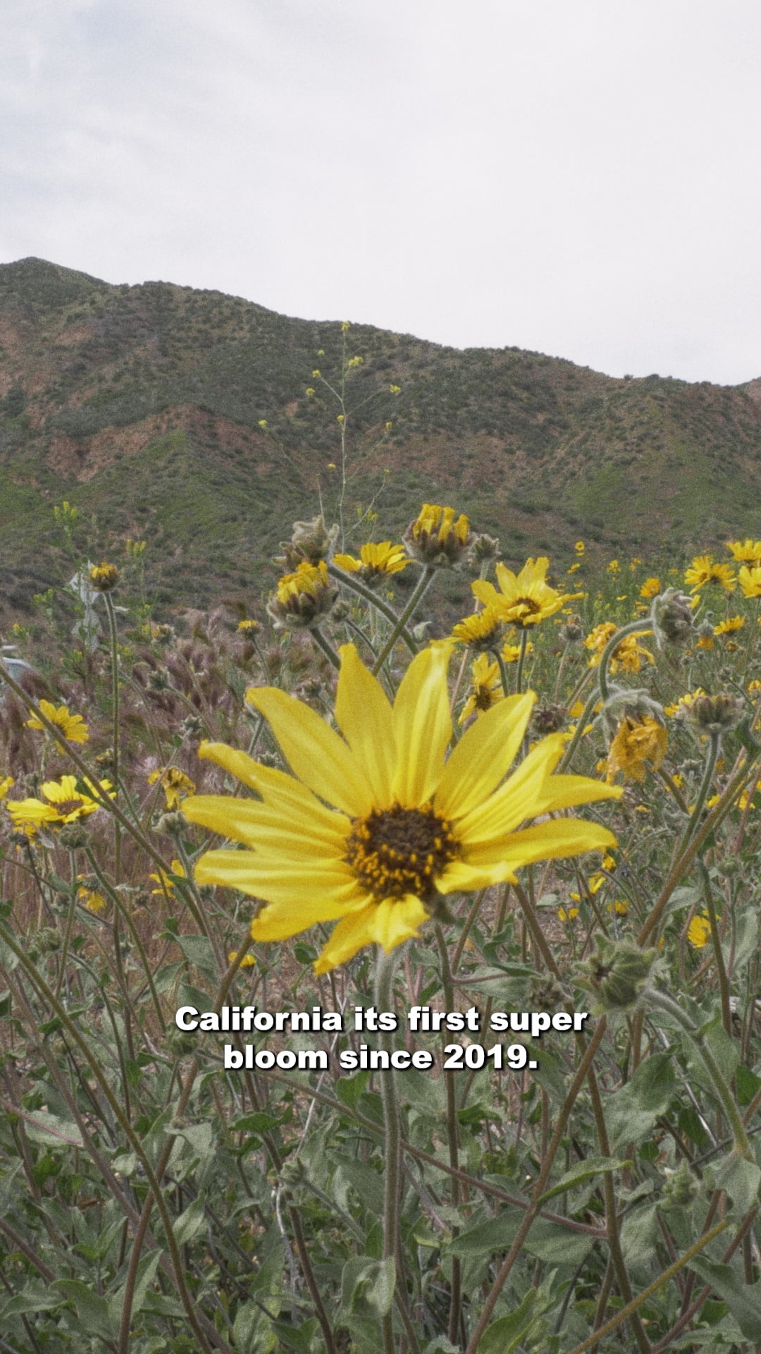 Mulled Over | Episode 4