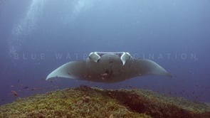 0819 _manta ray hovering over coral reef