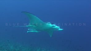 0936_manta ray swimming into the blue