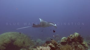 1207_manta ray on cleaning station
