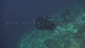 1209_manta ray swimming along coral reef
