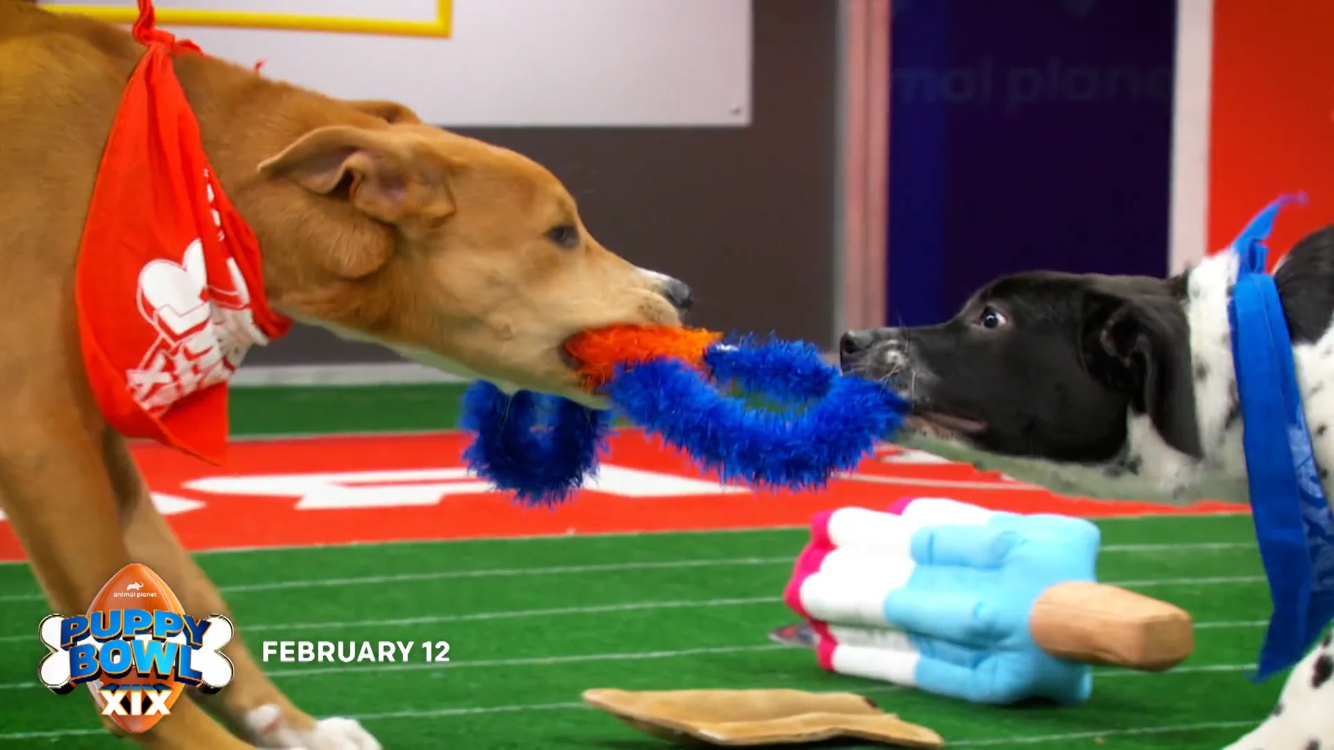 Super Bowl XLIX and Puppy Bowl XI open chat: We're only having one so we  don't get fined - Hustle Belt