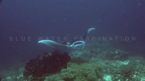 1210_manta rays feeding on coral reef