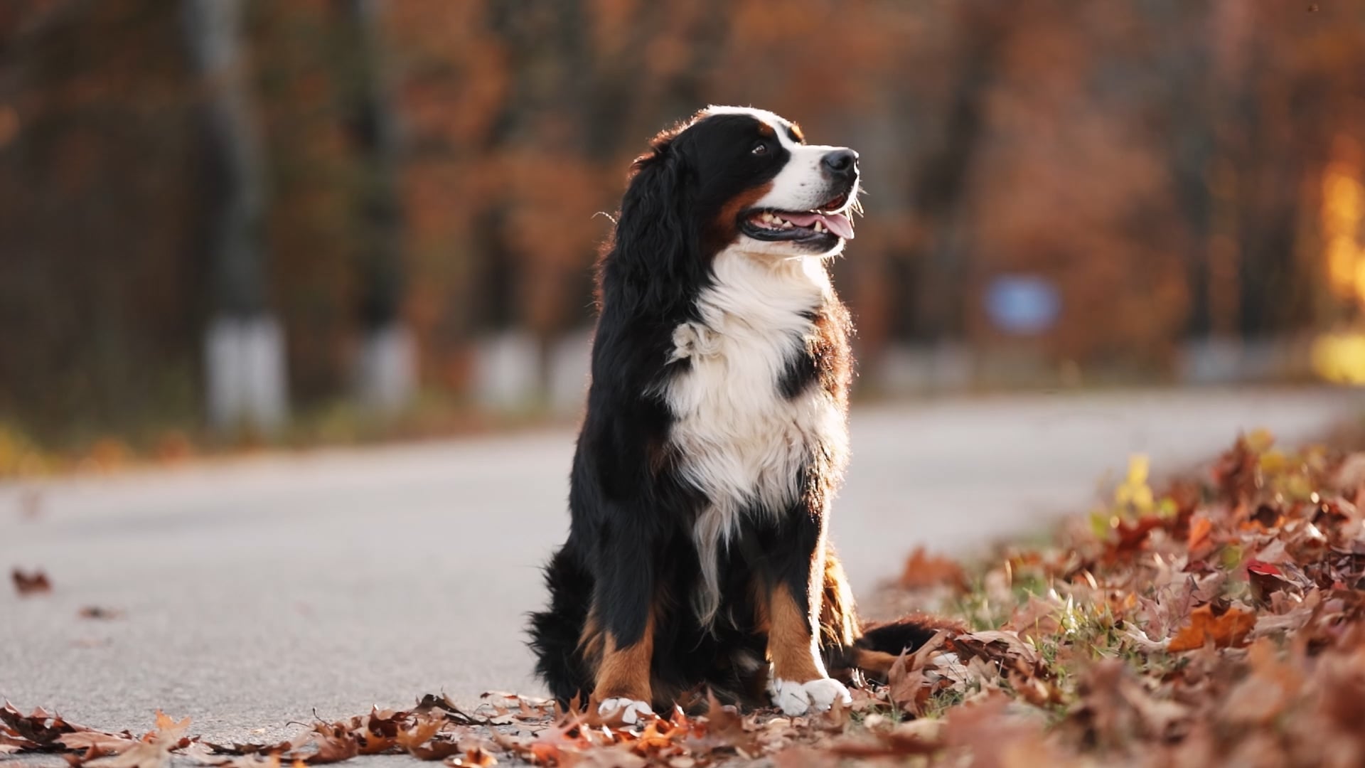 Bernese Mountain Dog Puppies for Sale in California