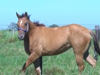 Lote 103